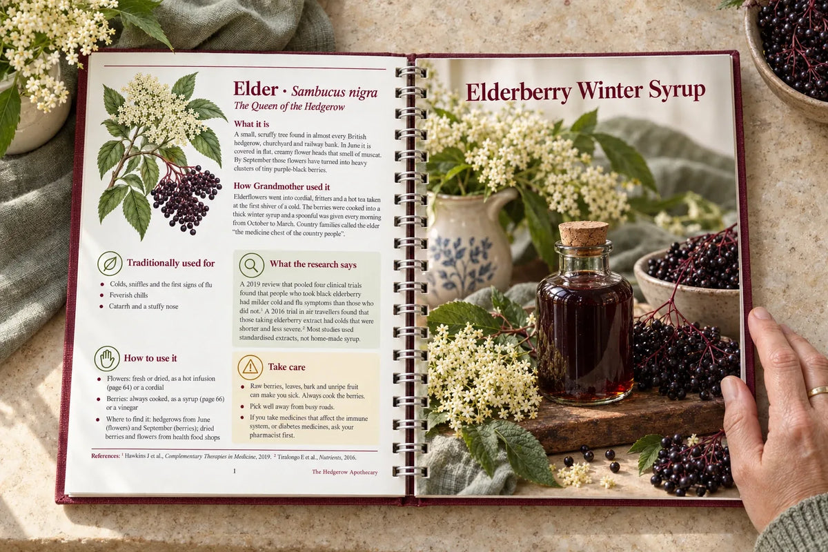 The Hedgerow Apothecary open at the Elder herb profile and Elderberry Winter Syrup